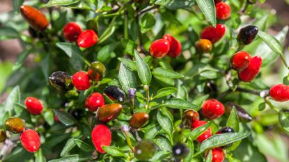 How to overwinter pepper plants