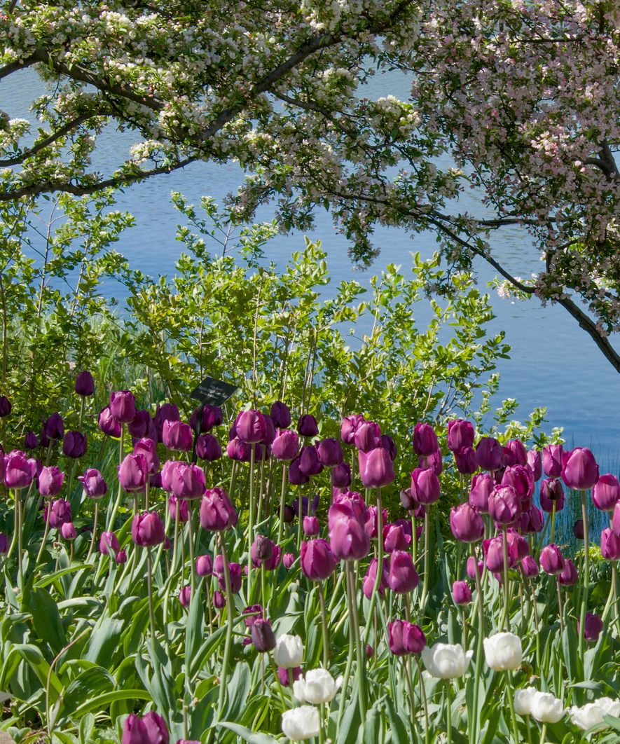 The Seven Best Us Botanic Gardens To Visit This Weekend 