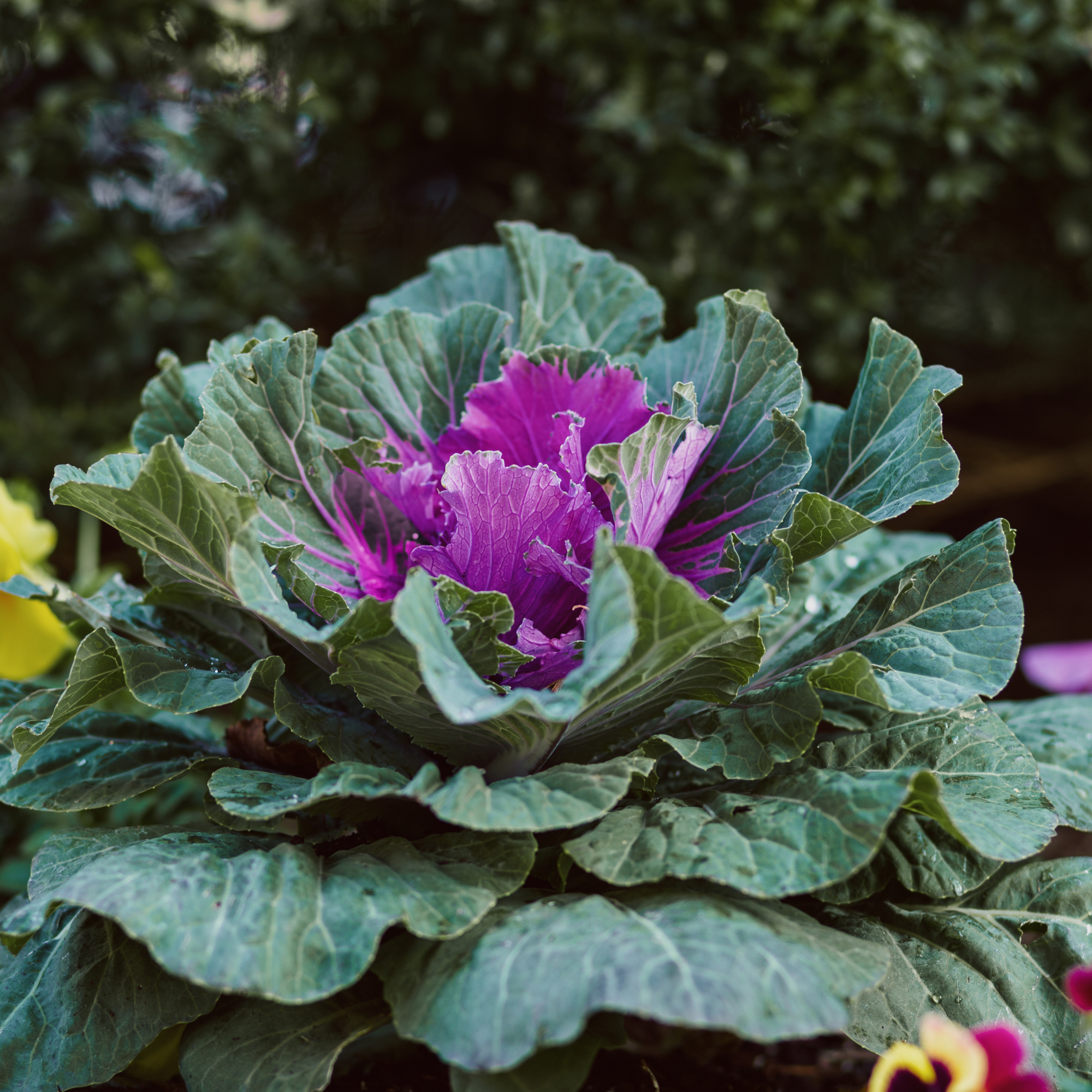 Close-up of an ornamental cabbage