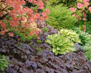 Heuchera Palace Purple as ground cover plant