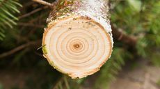 Christmas Tree Stump