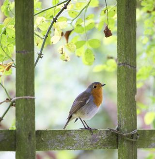 wildlife garden bird sitting on a garden fence