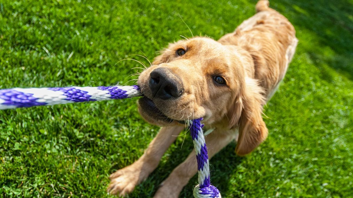 dog playing with one of the best dog rope toys