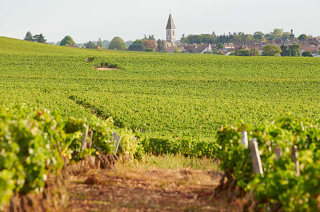 hospices de nuits vineyards