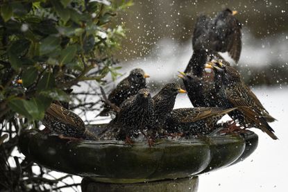 birds around a bird bath in winter