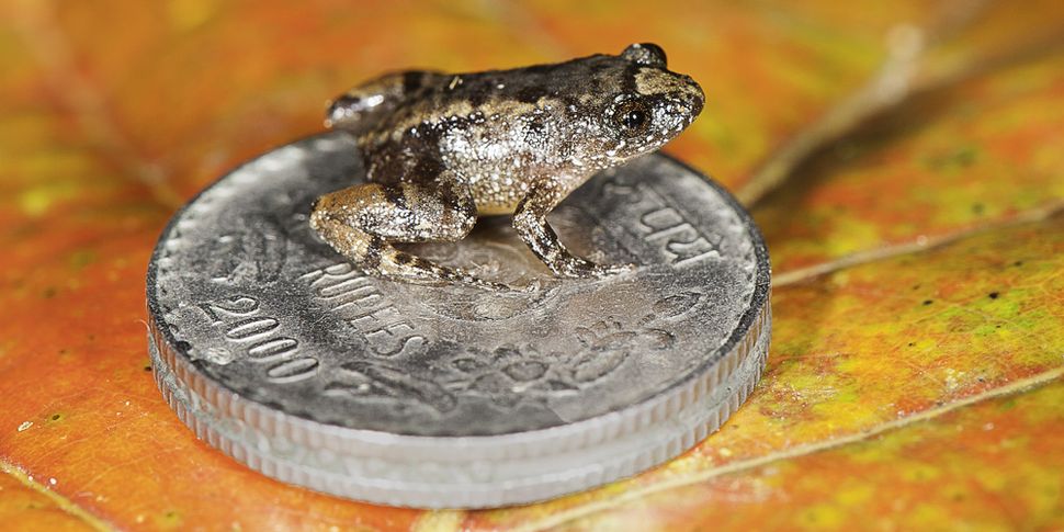 So Tiny! Miniature Frog Species Are Among World's Smallest (Photos ...