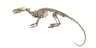 An illustration of the hero shrew's skeleton. The ratlike animal has a bizarrely strong and oddly shaped backbone that has mystified scientists for more than 100 years.