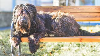 Bergamasco sheepdog lying on bench