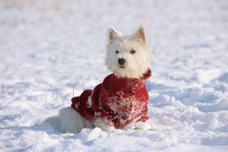 West Highland White Terrier. Adult dog wearing jumper, sitting in snow in snow