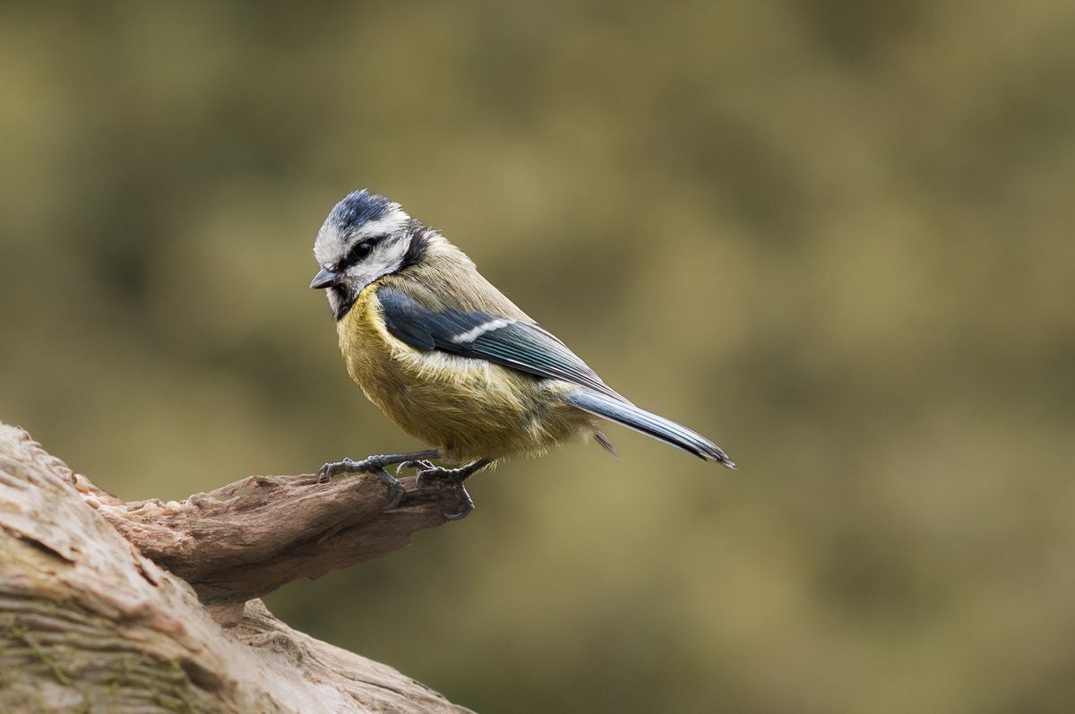 Bluetit perched on a branch