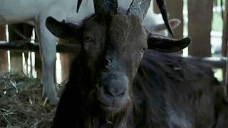 Black Phillip in The Witch