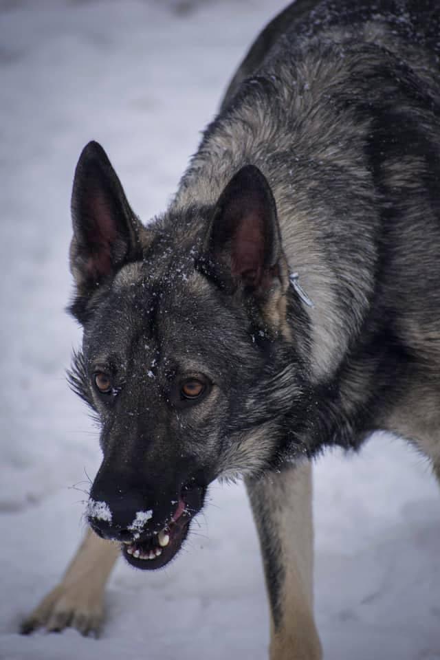 GuruShots - February 2026