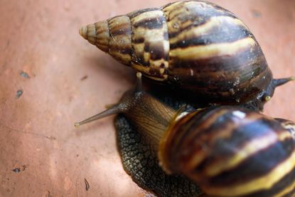 Giant Africa land snails.