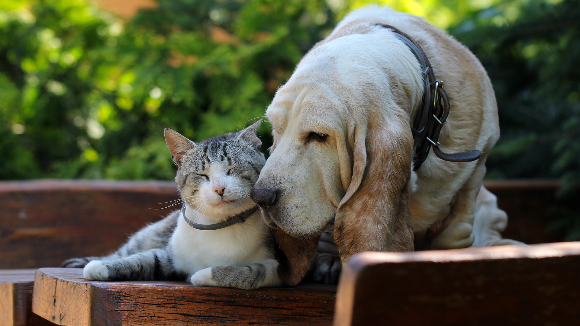 Basset hound with cat