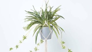 hanging spider plant in white pot