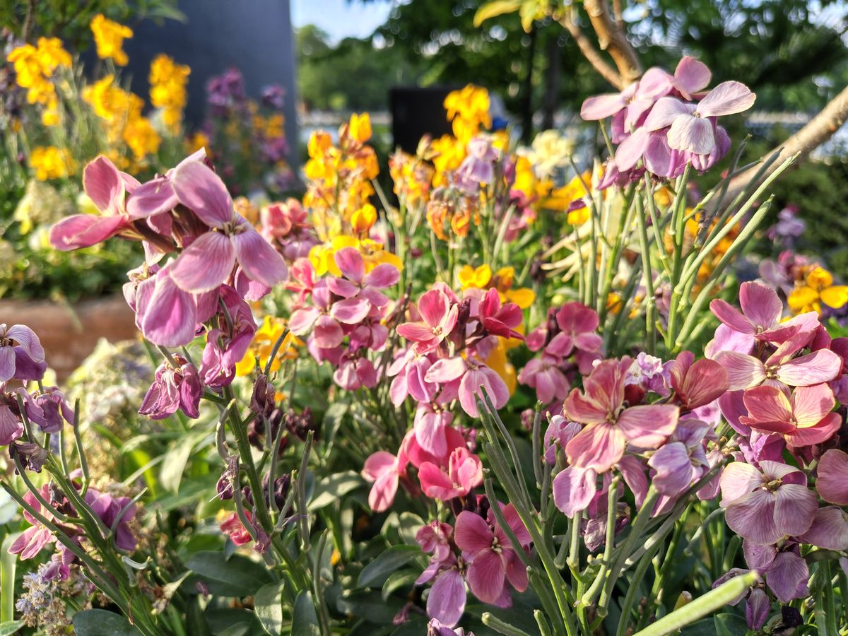 A camera sample taken on the Motorola Edge 70 Fusion, showing some flowers.