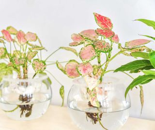 colorful houseplants growing in glass bowls