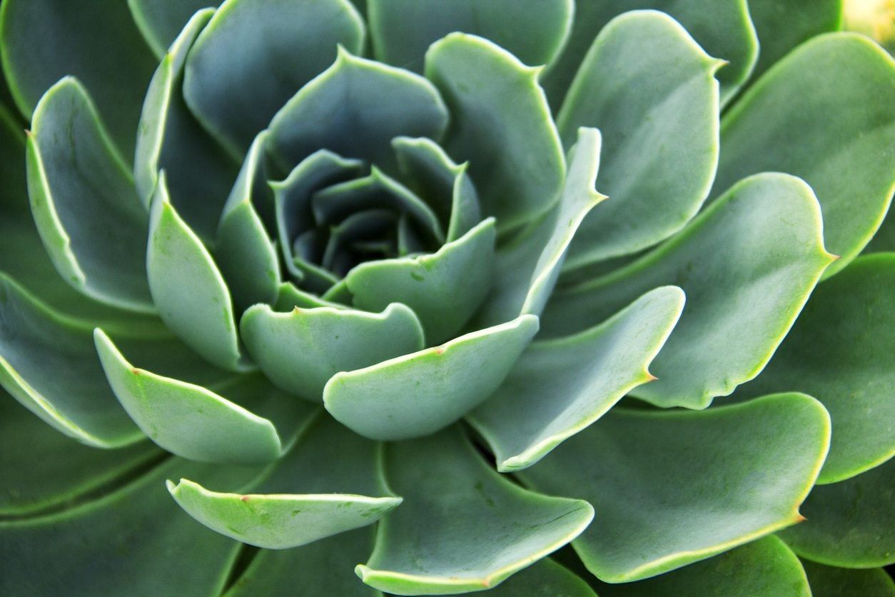 Succulent Plant