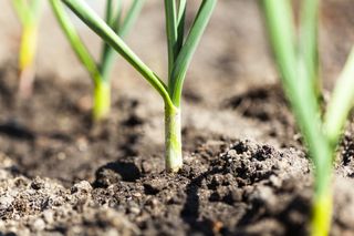 How to grow leeks from seed