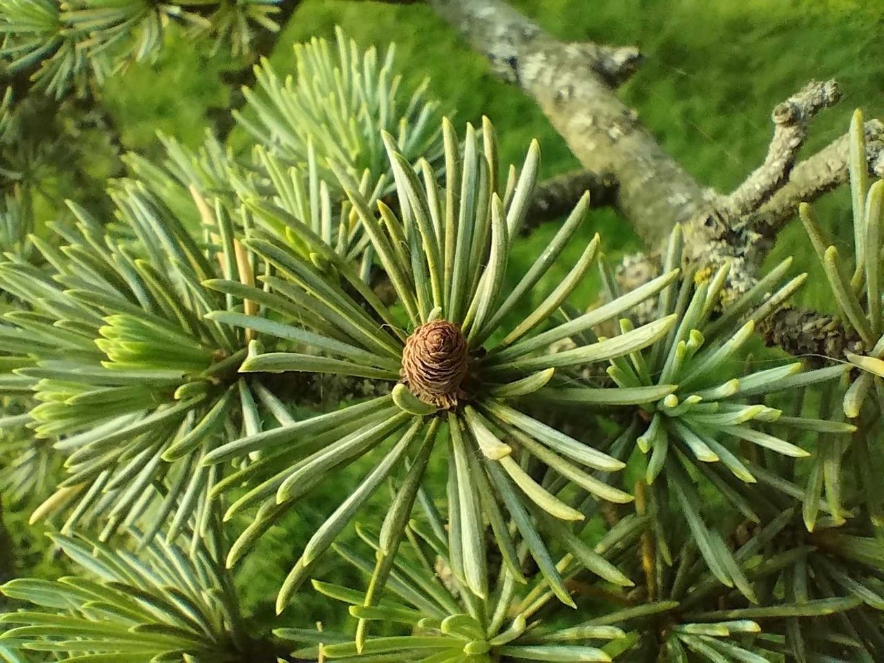 Macro shot of a plant