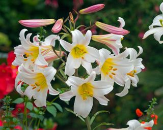 white lilium regale flowers