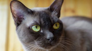 Burmese cat