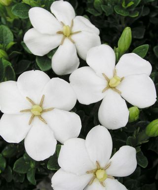 white single flowers of gardenia 'Kleim's Hardy'