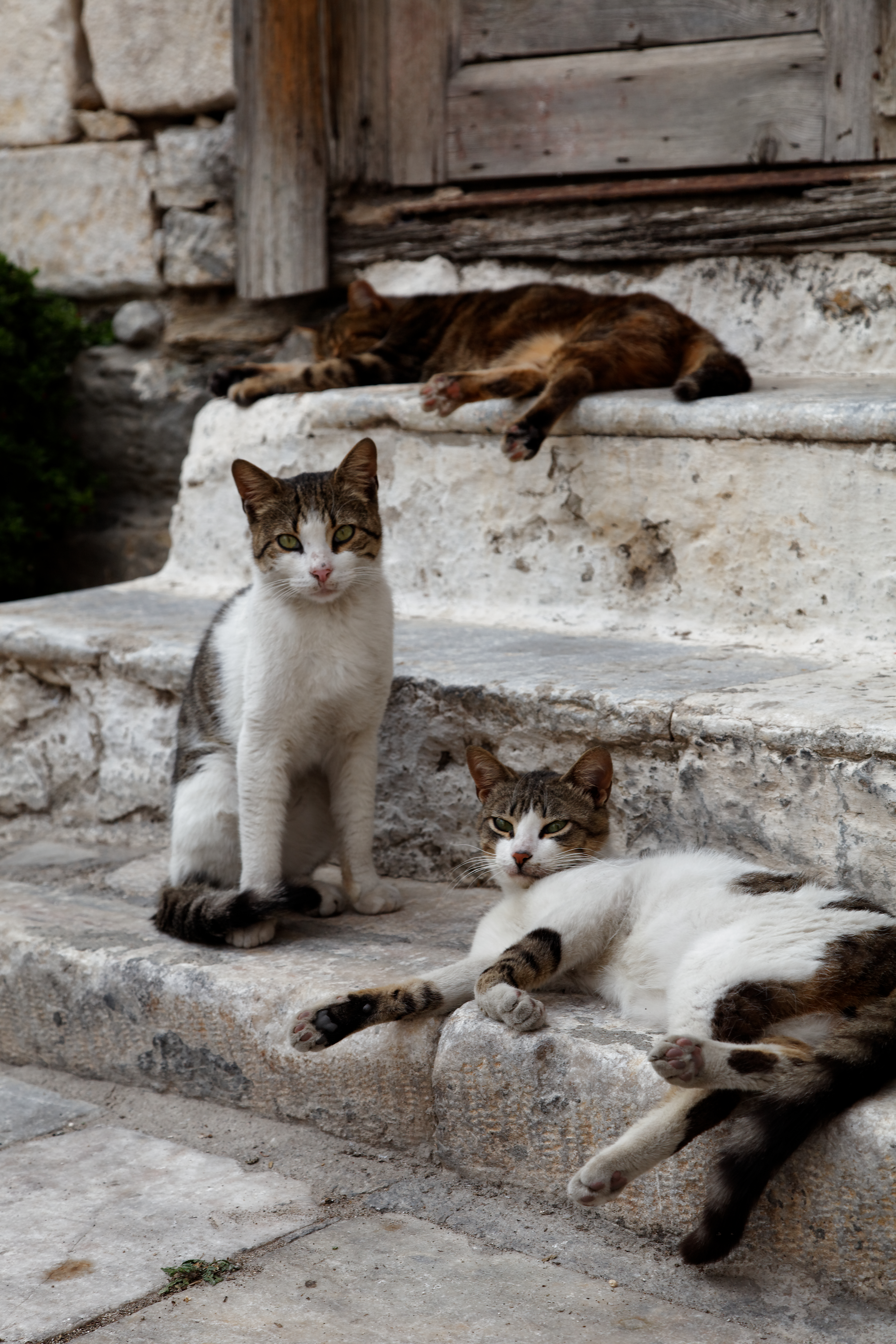 Three cats lounging on a set of stone steps in Syros, Greece