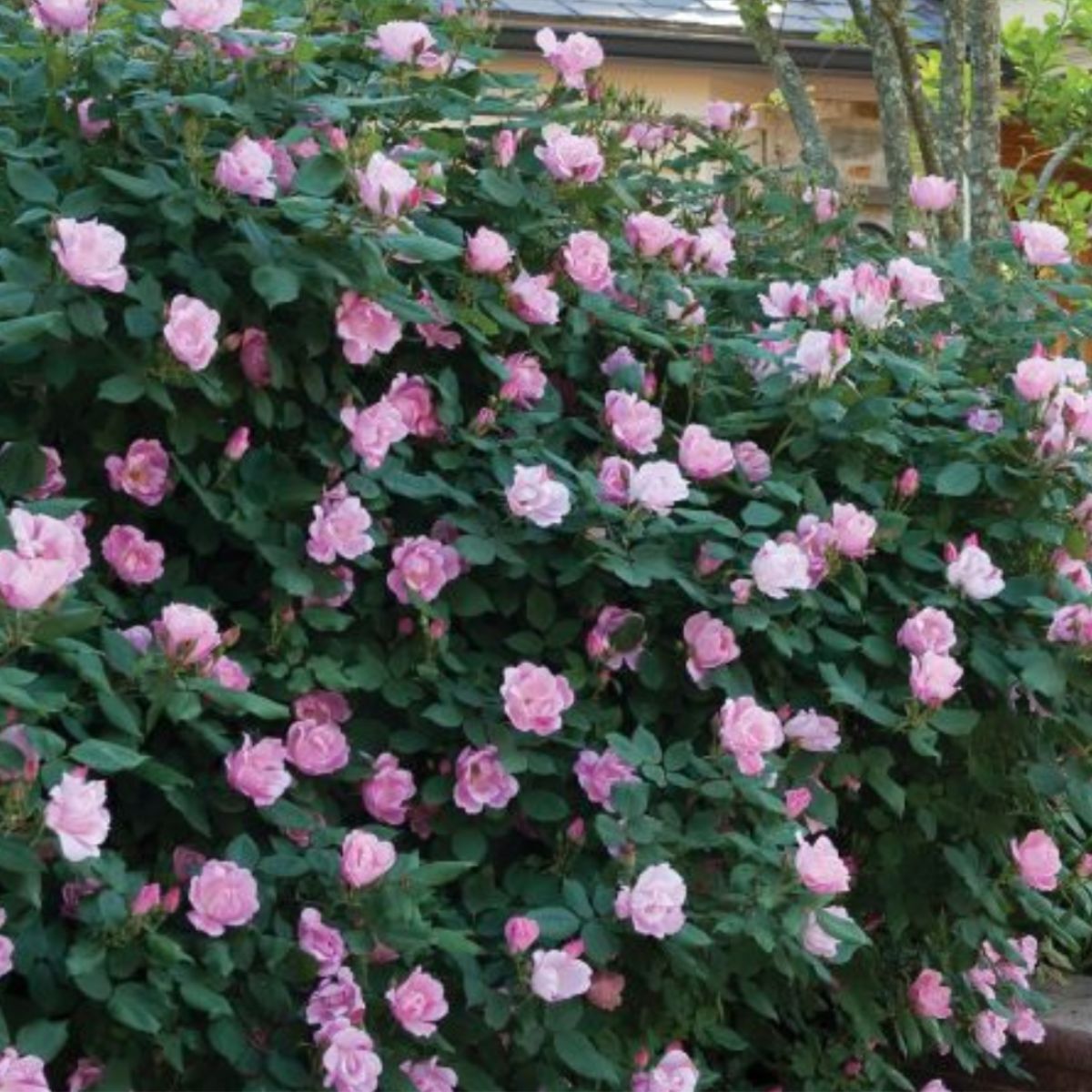Pink knock out rose