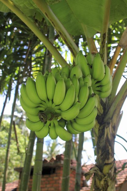 Banana Tree Full Of Bananas