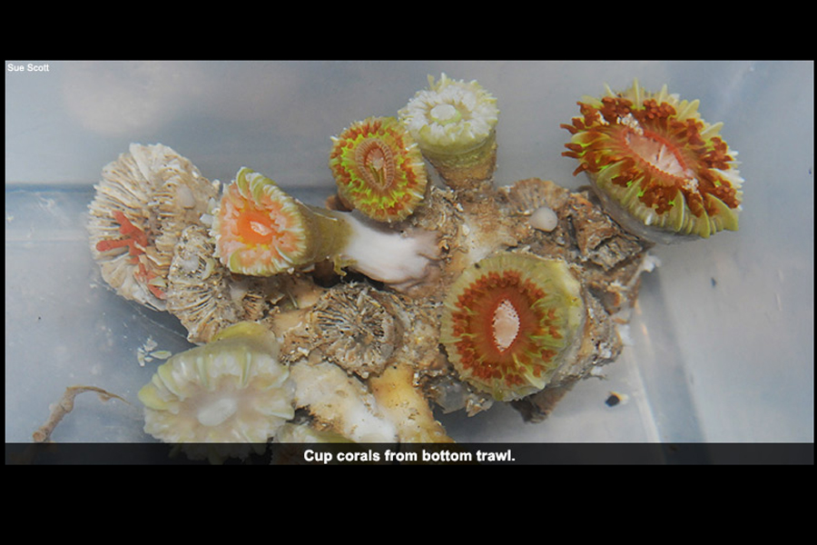 cup corals appear to thrive in the waters beyond the reach of divers