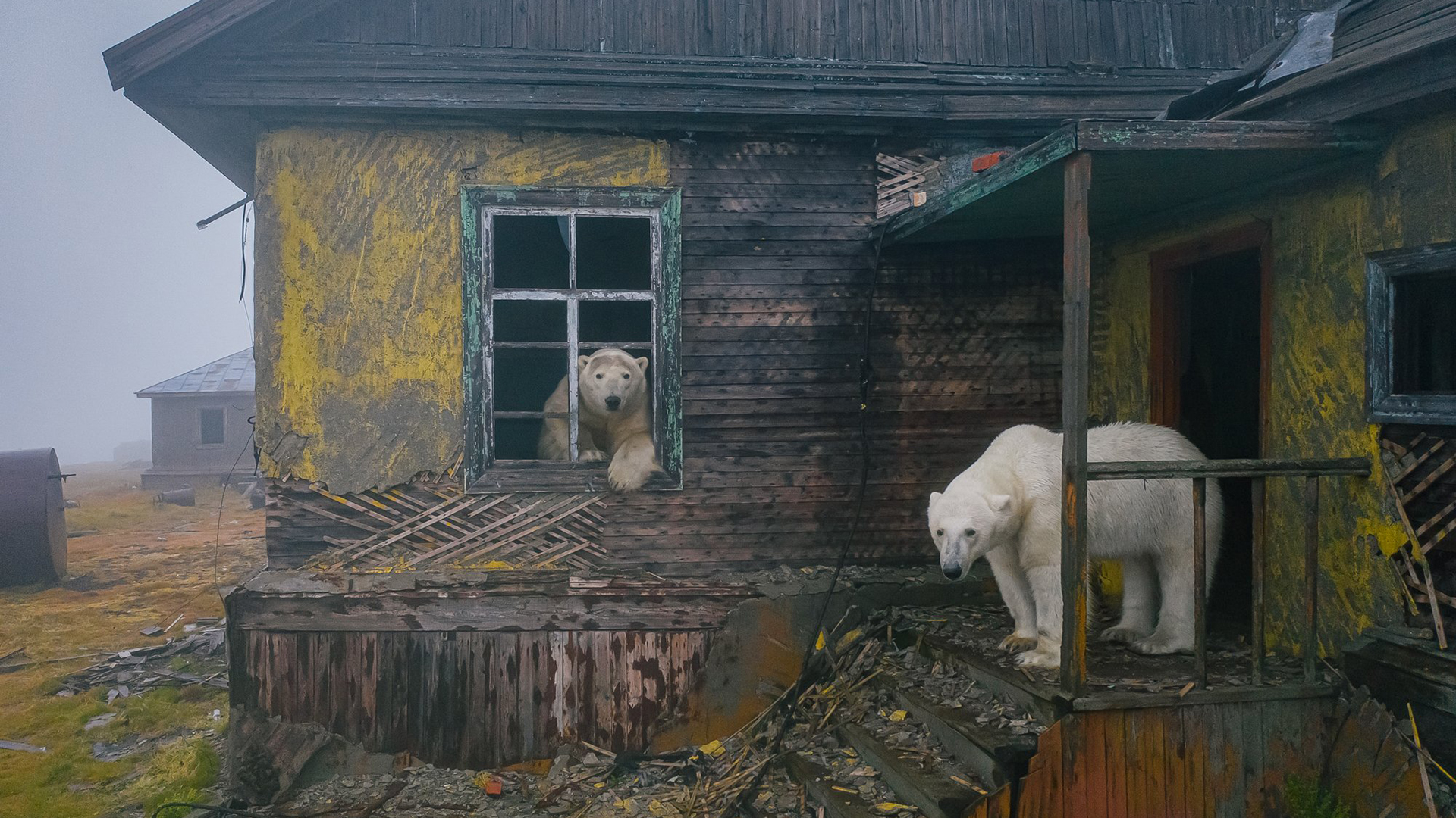 In this photo, which Kokh titled "House of bears," polar bears survey the perimeter of their adopted home.