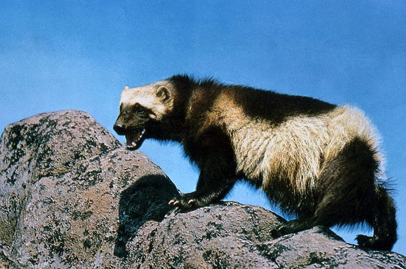 A wolverine hangs out on some rocks.