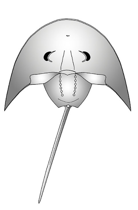 An illustration of the Darth Vader look-alike Vaderlimulus tricki.