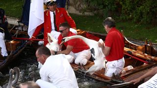 A swan is captured to be measured and checked during the annual Swan Upping on the River Thames in Windsor, west of London, on July 17, 2023. Swan Upping is the annual census of the swan population on stretches of the River Thames and dates from the twelfth century. (Photo by HENRY NICHOLLS / AFP)