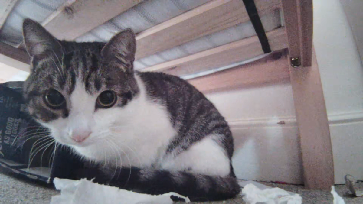 Miso the cat