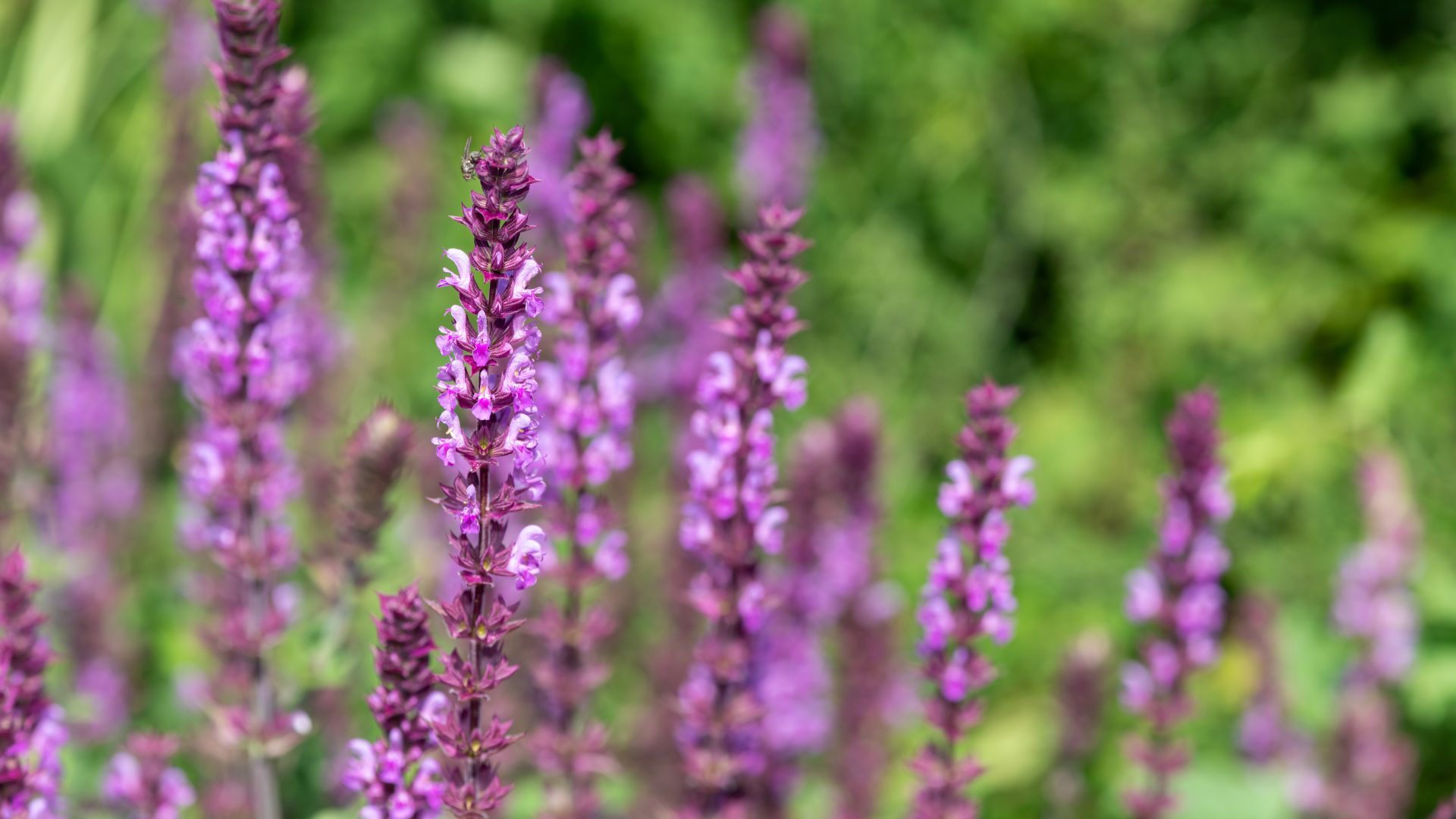 close up of purple salvia flowers