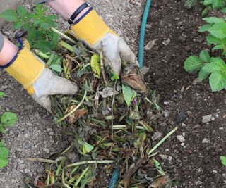 Using comfrey as a mulch around plants