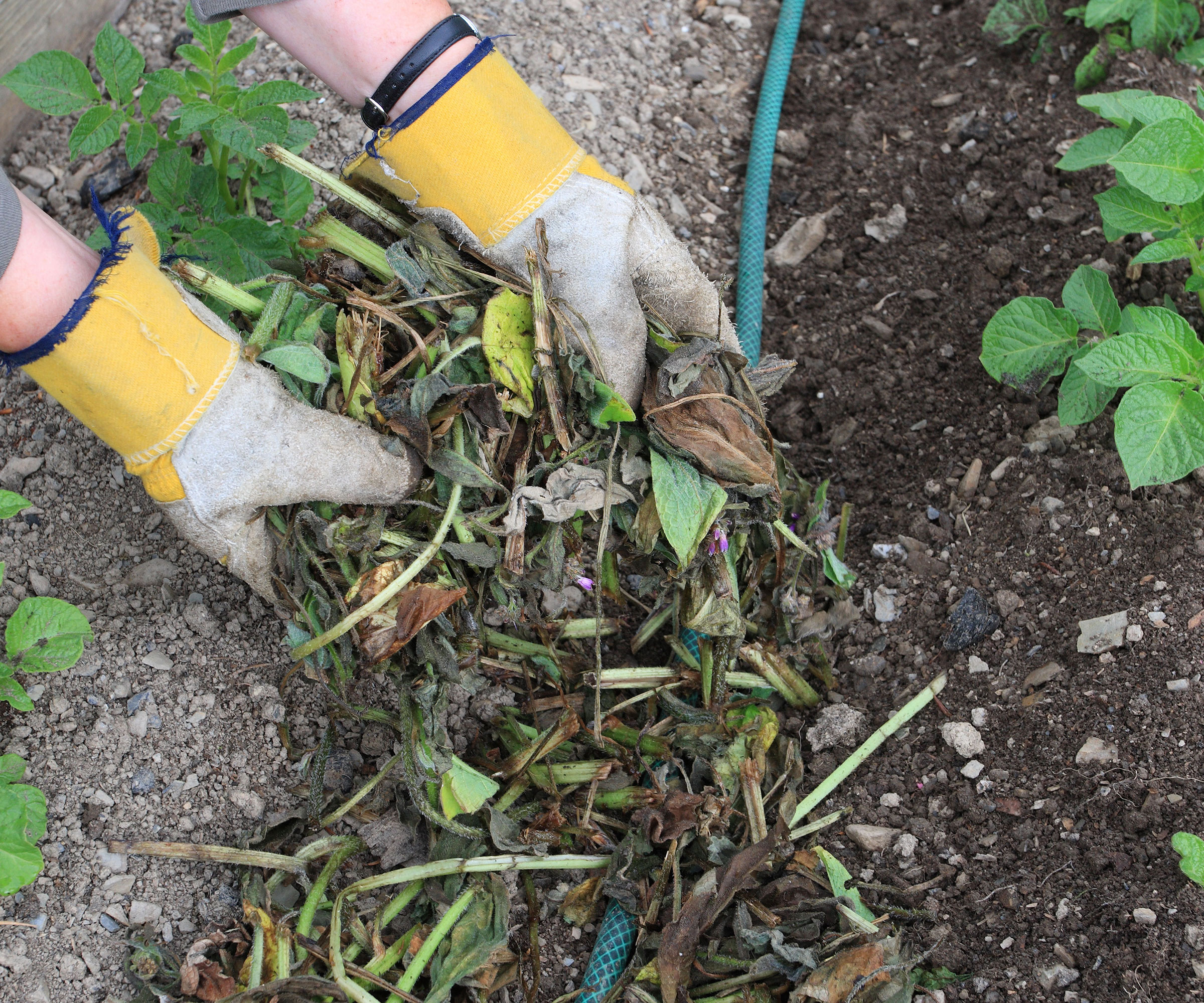 How to make comfrey fertilizer: a natural way to boost plants | Homes ...