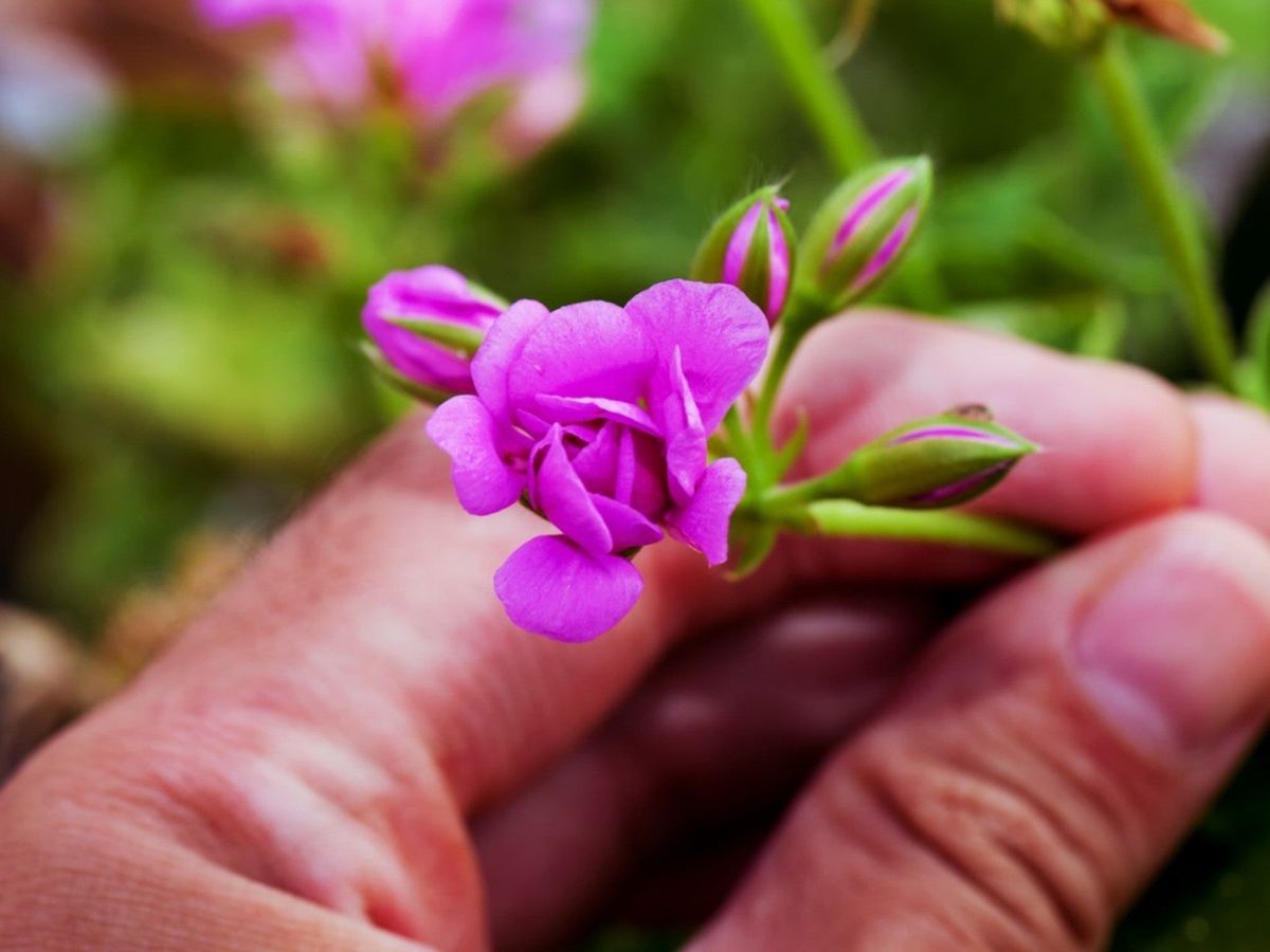 Flowers You Should Pinch Back For Bigger Blooms Gardening Know How