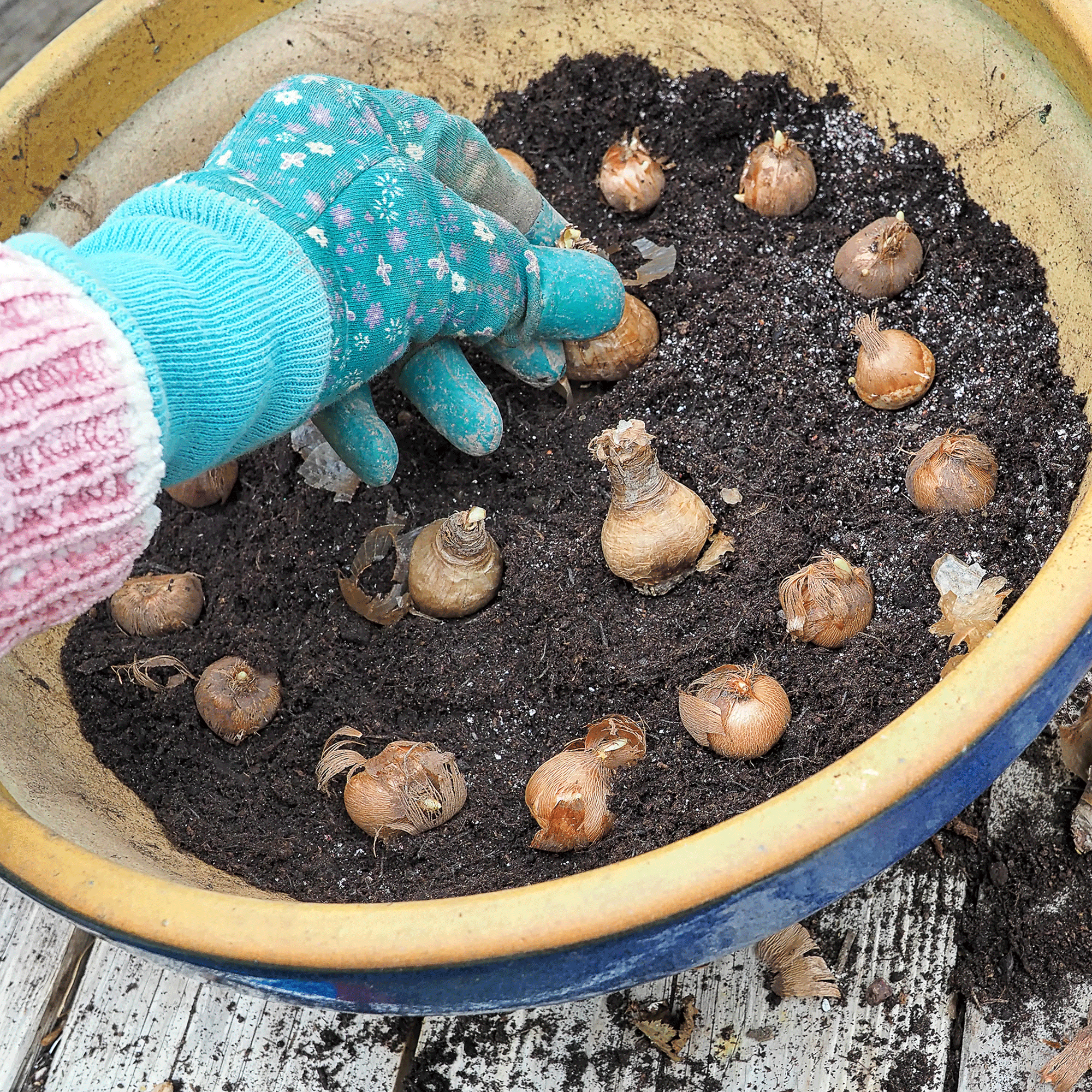 Crocus bulbs in pot