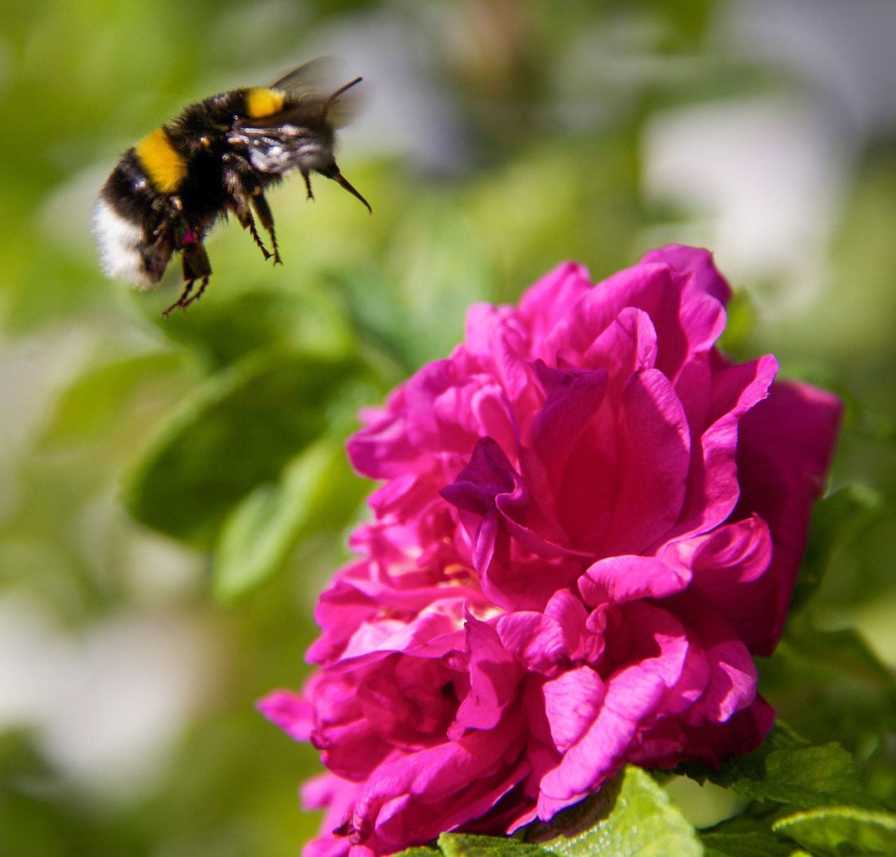 Bumble Bee Near Pink Flower