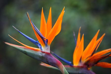 Tips & Information about Bird Of Paradise | Gardening Know How