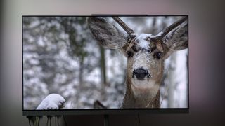 Philips OLED+959 with deer on screen