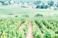 beaune vineyards
