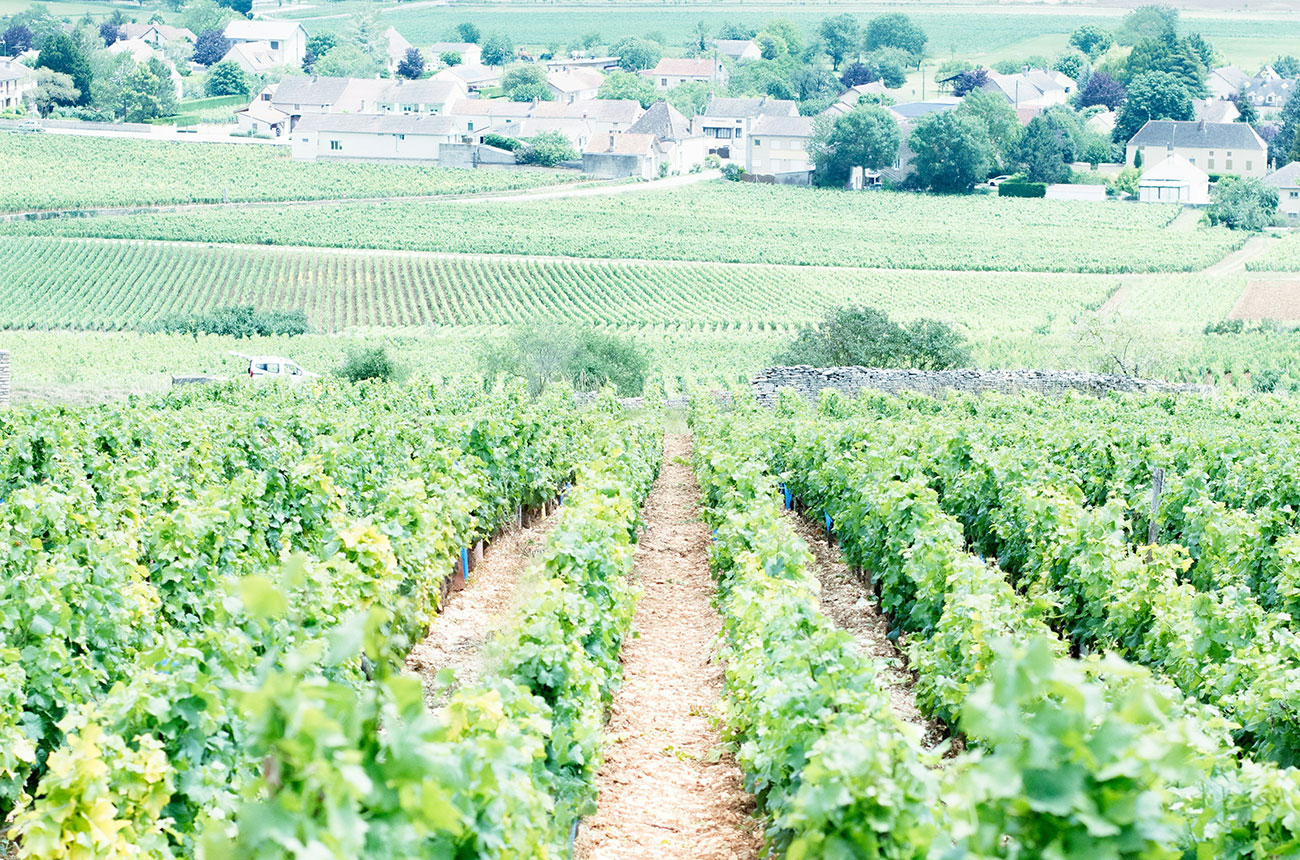 beaune vineyards