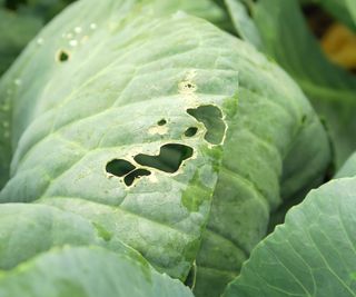 Brassica plants with holes in the leaves caused by caterpillars