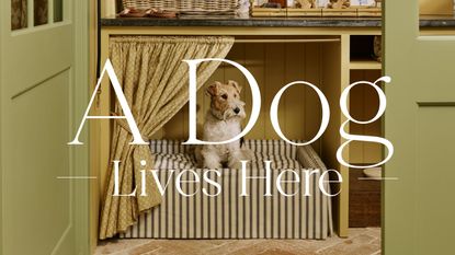 a terrier dog sitting inside a custom striped bed built into a yellow and green boot room nook with terracotta herringbone floor
