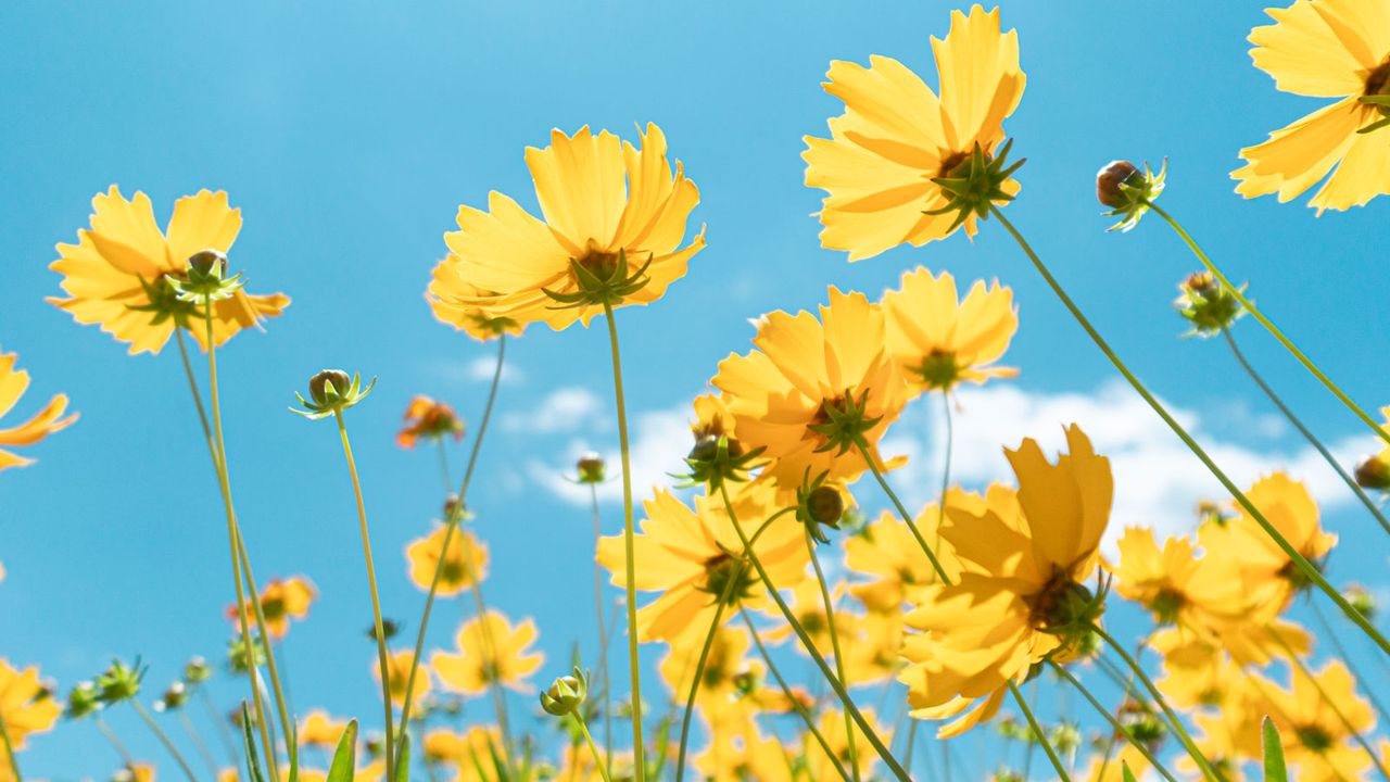 unique yellow flowers against a blue sky