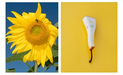 Sunflower and piece of an apple in one frame.
